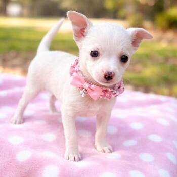 Pomeranian and Chihuahua Dogs Available for Adoption - Fifi Stardust  (Adorable, Cute Baby, Happy, Loving, Cuddles And  | PetCurious