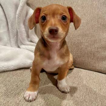 Chihuahua and Dachshund Dogs Available for Adoption - Ali | PetCurious