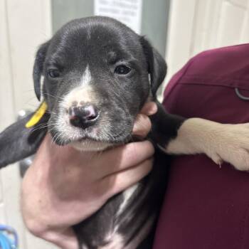 Mixed Breed Dogs Available for Adoption in Milton, Florida - Iris | PetCurious