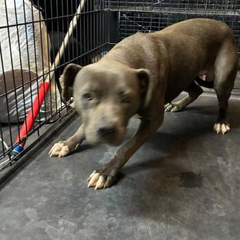 Hallie -  Mixed Breed Dog for Adoption in Gadsden, Alabama - Hallie | PetCurious
