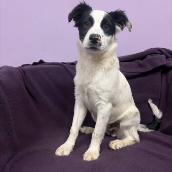 Border Collie Dogs Available for Adoption in Manchester, New Hampshire - Keyway In NH! Come Meet Our Adoptable Dogs Wednesday-Saturday. M | PetCurious