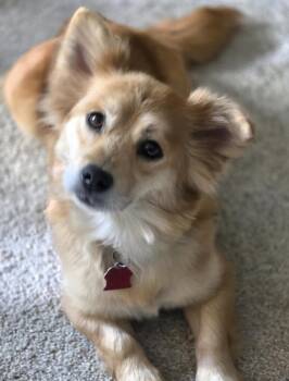 Rescue Corgi and Pomeranian Dogs for Adoption in Farmington, Minnesota - Gemma | PetCurious