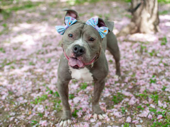 Rescue Mixed Breed Dogs for Adoption in New York, New York - Flower | PetCurious