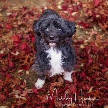 Rescue Poodle Dogs for Adoption in Brockton, Massachusetts - Ori | PetCurious