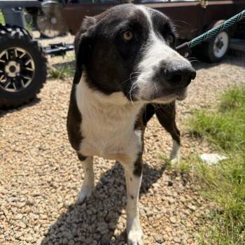 Duke -  Mixed Breed Dog for Adoption in Columbia, South Carolina - Duke | PetCurious