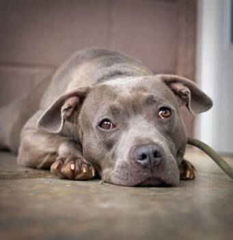 Grace -  Mixed Breed Dog for Adoption in Chamblee, Georgia - Grace | PetCurious