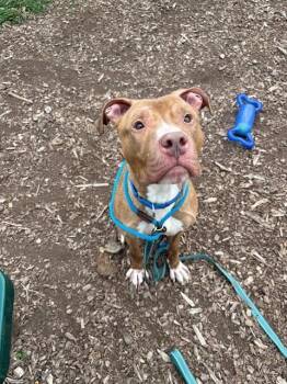 Pit Bull Terrier Dogs Available for Adoption in Leesburg, Virginia - MOTLEY CRUE | PetCurious