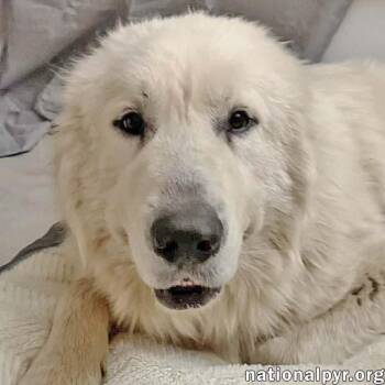 Great Pyrenees Dogs Available for Adoption in Beacon, New York - Lenny In MD - Gentle & Easy-going | PetCurious