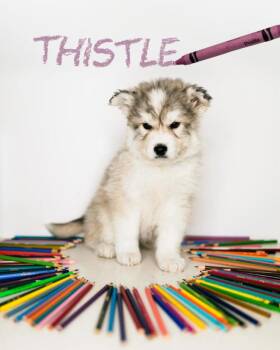 Mixed Breed Dogs Available for Adoption - Thistle | PetCurious