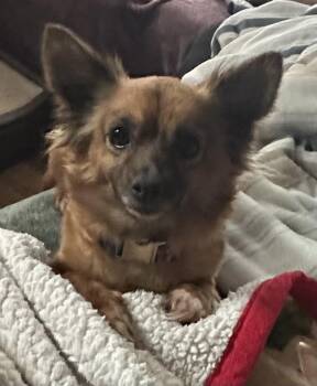 Chihuahua Dogs Available for Adoption in Silvana, Washington - Fiona | PetCurious