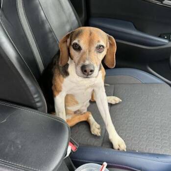 Beagle Dogs Available for Adoption in Woodstock, Ontario - Summer | PetCurious