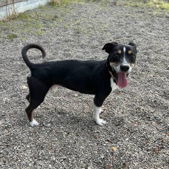 Oscar -  Terrier Dog for Adoption in Lindon, Utah - Oscar | PetCurious