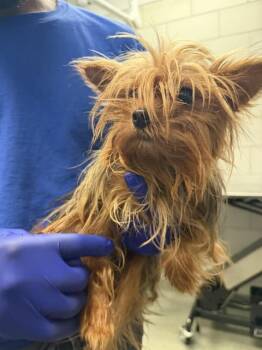 B/T -  Mixed Breed Dog for Adoption in Dallas, Texas - B/T | PetCurious