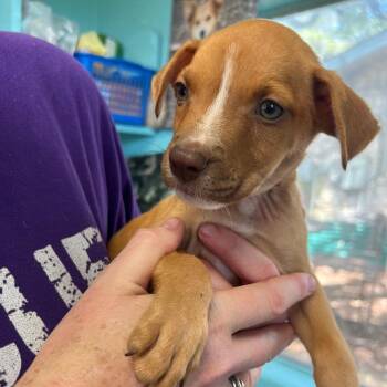 Coral -  Terrier and Mixed Breed Dog for Adoption in Boerne, Texas - Coral | PetCurious