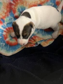 Rescue Mastiff Dogs for Adoption in Casper, Wyoming - KANGA | PetCurious