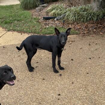 Rescue German Shepherd Dog Dogs for Adoption in Holly Springs, Mississippi - Ears | PetCurious