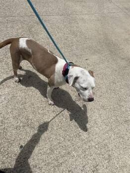 SMILEY -  Pit Bull Terrier and Mixed Breed Dog for Adoption in Killeen, Texas - SMILEY | PetCurious