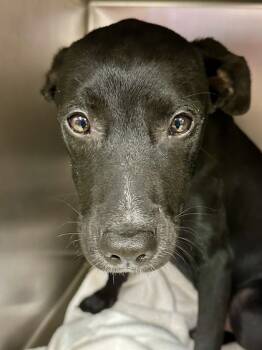 Rescue Mixed Breed Dogs for Adoption in Wichita, Kansas - Vader | PetCurious
