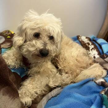 Werk 14182 -  Terrier Dog for Adoption in San Francisco, California - Werk 14182 | PetCurious