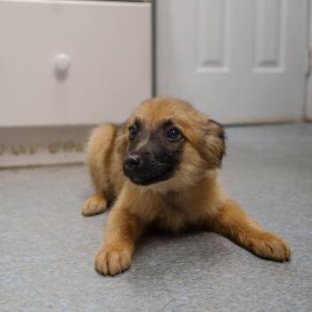 Terrier Dogs Available for Adoption in Pawling, New York - Cannoli | PetCurious