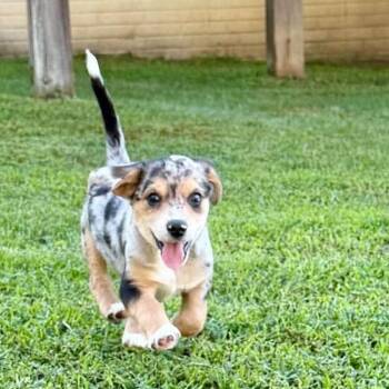 Kurt -  Mixed Breed and Beagle Dog for Adoption in Fredericksburg, Virginia - Kurt | PetCurious