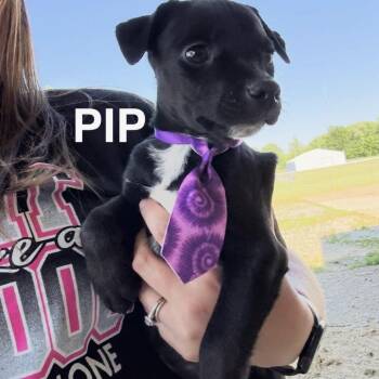 Chihuahua and Mixed Breed Dogs Available for Adoption in Normal, Illinois - Pip | PetCurious