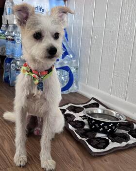 Gravy -  Terrier Dog for Adoption in Corona, California - Gravy | PetCurious