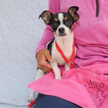 Chihuahua and Mixed Breed Dogs Available for Adoption in Richmond, California - BUD | PetCurious