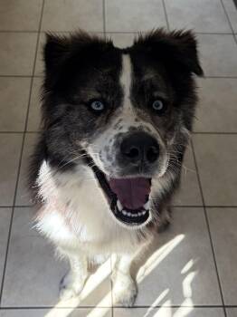 Charlie -  Siberian Husky Dog for Adoption in Peconic, New York - Charlie | PetCurious