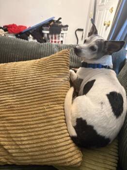 Toby -  Terrier Dog for Adoption in Plymouth, Michigan - Toby | PetCurious