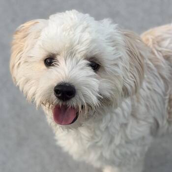Mr. Smiley Martin -  Maltipoo and Lhasa Apso Dog for Adoption in Ridgefield, Washington - Mr. Smiley Martin | PetCurious