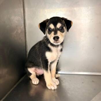 Harold -  Mixed Breed Dog for Adoption in Brentwood, Missouri - Harold | PetCurious