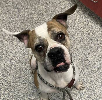 Rescue American Bulldog Dogs for Adoption in Golden, Colorado - Cranberry | PetCurious