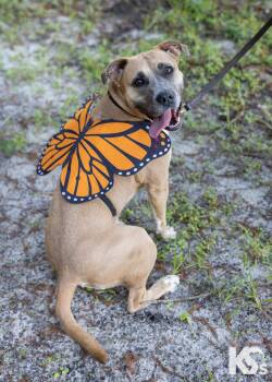 Tulip -  Black Mouth Cur and American Staffordshire Terrier Dog for Adoption - Tulip | PetCurious