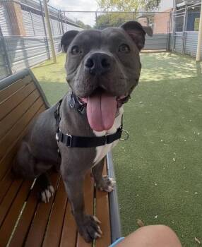 Josh -  Mixed Breed and Pit Bull Terrier Dog for Adoption in Austin, Texas - Josh | PetCurious