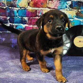 Shepherd and Mixed Breed Dogs Available for Adoption in Austin, Texas - Creed AL | PetCurious