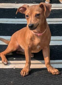 Maple -  Dachshund and Chihuahua Dog for Adoption in Southlake, Texas - Maple | PetCurious