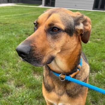 Meekah -  Treeing Walker Coonhound and Shepherd Dog for Adoption in Fort Wayne, Indiana - Meekah | PetCurious