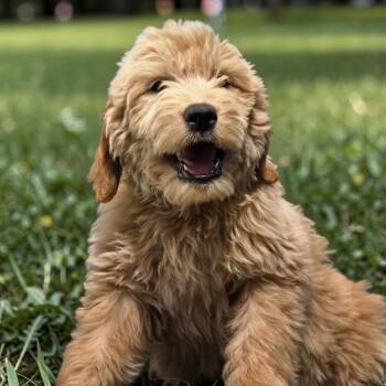 Golden Retriever and Standard Poodle Dogs Available for Adoption in San Diego, California - Grey