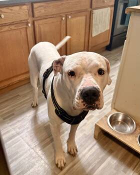 Rescue Dogo Argentino and American Bully Dogs for Adoption in Brewster, New York - Lucky (from NY) | PetCurious