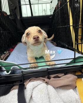Dachshund and Chihuahua Dogs Available for Adoption in Brookshire, Texas - Max | PetCurious