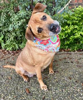 Kind Hearted Koda - Sweet Older Girl -  Labrador Retriever Dog for Adoption - Kind Hearted Koda - Sweet Older Girl | PetCurious