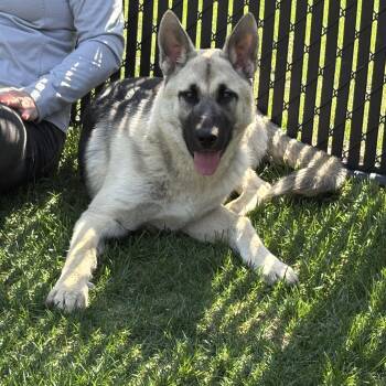 German Shepherd Dog Dogs Available for Adoption in Bourbonnais, Illinois - Ranger | PetCurious