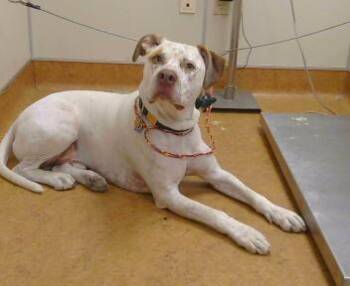 APOLLO -  Pit Bull Terrier and Mixed Breed Dog for Adoption in Sacramento, California - APOLLO | PetCurious
