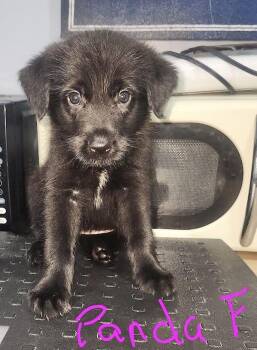 Panda -  Shepherd and Standard Poodle Dog for Adoption in Manchester, Connecticut - Panda | PetCurious