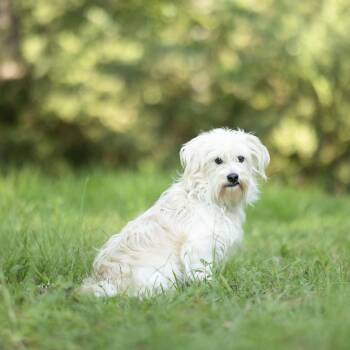 Toodles -  Maltese Dog for Adoption in Lucedale, Mississippi - Toodles | PetCurious