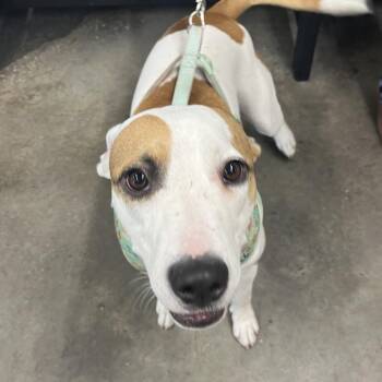 Terrier Dogs Available for Adoption in Tampa, Florida - Mary Kate | PetCurious