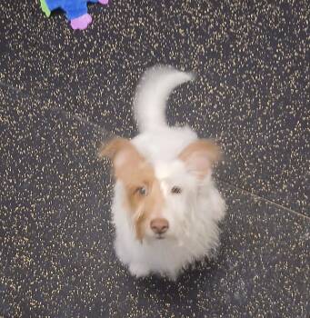 Dunkin -  Jack Russell Terrier Dog for Adoption in Carey, Ohio - Dunkin | PetCurious