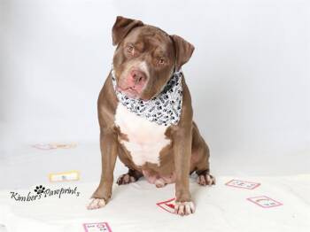 DEOR -  American Bulldog and English Bulldog Dog for Adoption in Omaha, Nebraska - DEOR | PetCurious