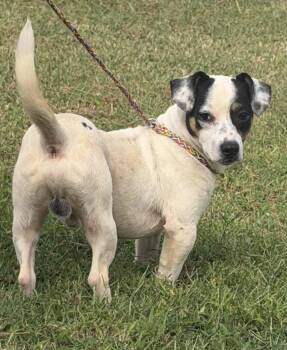 Lambo -  Dachshund and Rat Terrier Dog for Adoption in Vicksburg, Mississippi - Lambo | PetCurious